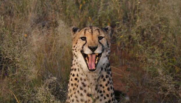 Un guepardo rugiendo