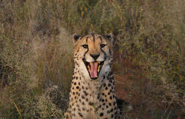 Safari de 10 días por Namibia - Foto 5