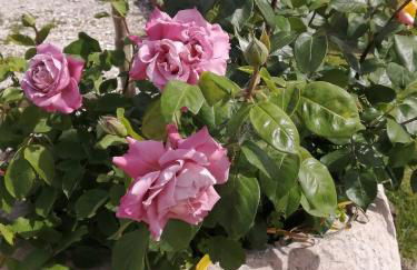 Agriturismo Nuvolino - Foto 36