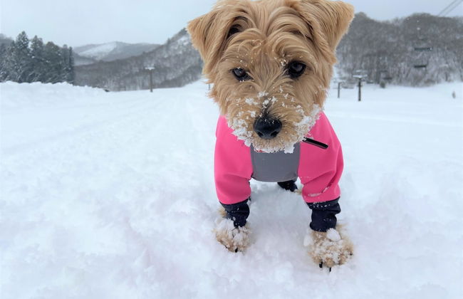 Hakuba Powder Mountain - Foto 77