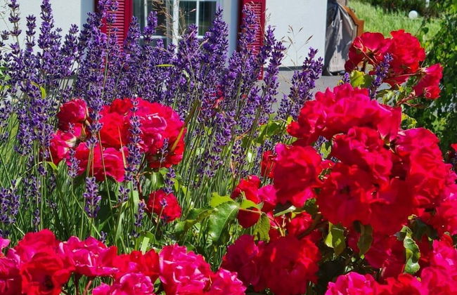 Seeschwalbe Modern Retreat - Foto 38