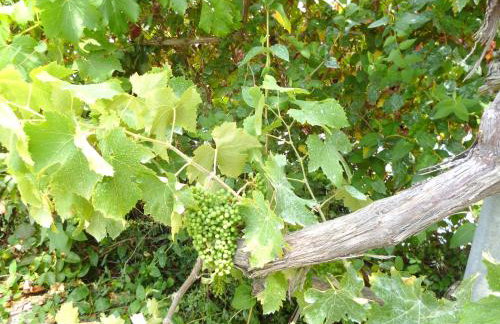 Apartments Giannis Corfu - Foto 27