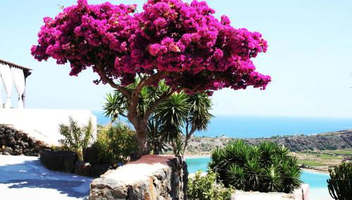 Venus Dream - Foto 3