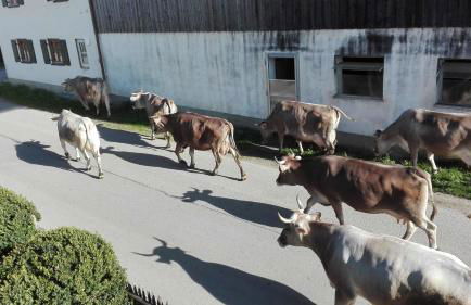 Ferienwohnung Hofen 5 - Foto 13