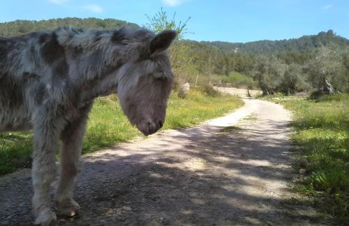 Son Burguet - Foto 34