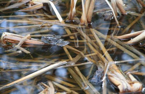 Ferienwohnung Bachmann - Foto 20