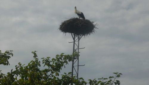 NEU! Ferienwohnung Storchennest EG - Foto 4