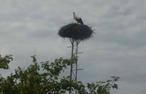 NEU! Ferienwohnung Storchennest EG - Foto 4