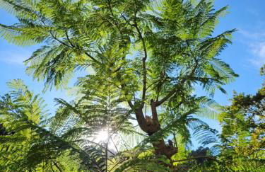 Trocito de Paraíso en la Sierra Espadán - Foto 31