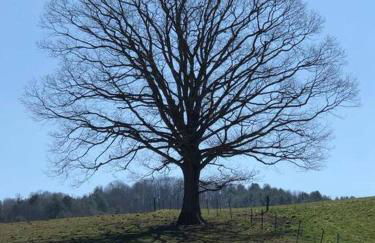 LUXURY!! Hot Tub, Pool Table, River & Petting zoo? - Foto 50