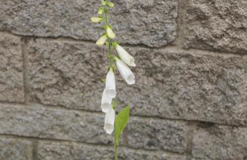 Foxgloves - Foto 13