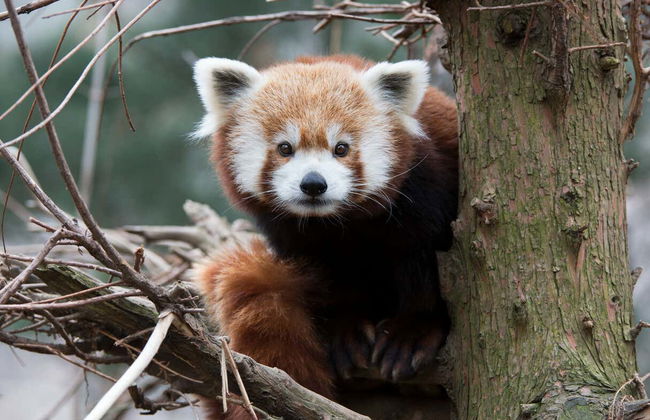 Central Park Zoo Tickets - Foto 4