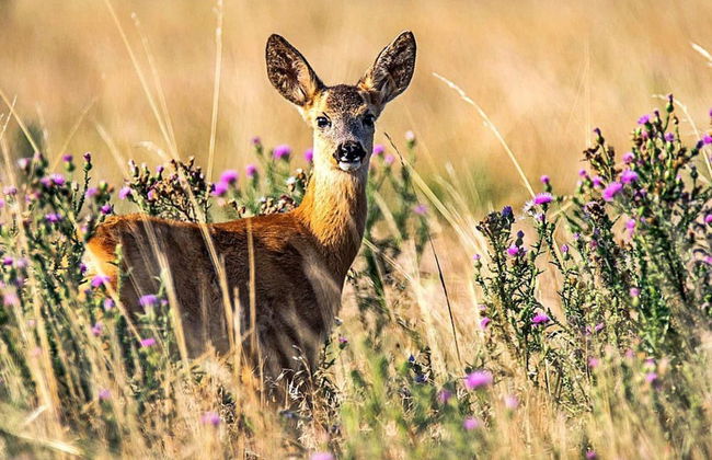 4 Person Holiday Home in Torup - Foto 4