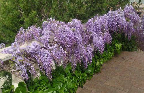 Apartment Tuja - Foto 38