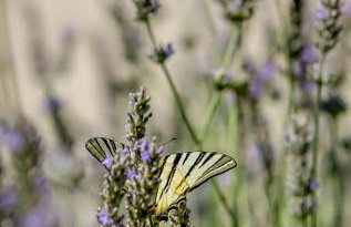 Kuća za odmor Olympus - Foto 34