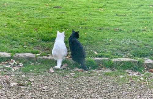 Le Bas Chesnay Gîte Domfront en Poiraie - Foto 66