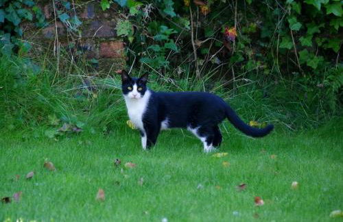 Fun holiday lodges in historic walled garden near Falkirk, Heart of Scotland Holidays - Foto 58