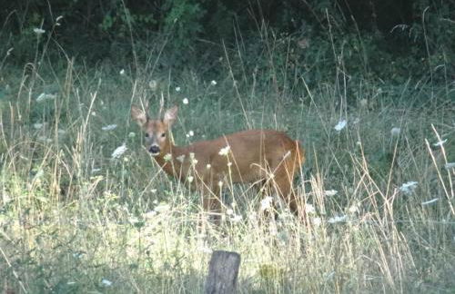Gîte écologique proche Rocamadour & Gouffre de Padirac Vue vallée Dordogne - Foto 4