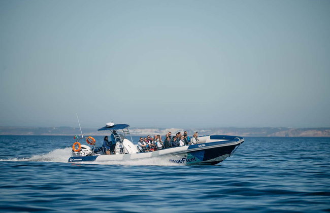 Lagos Dolphin Watching - Photo 6