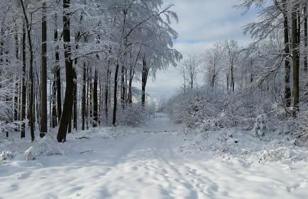 Harzquartier - Foto 43