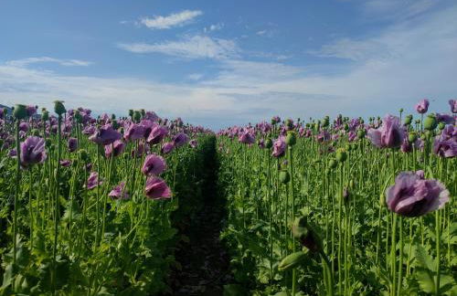 Ferienhaus Magnolie - Foto 41