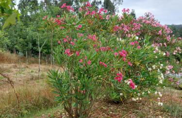 Casa Limonina - Foto 68