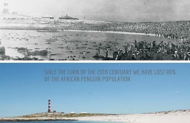 Gansbaai Seafront Holiday House: Ons C-huis - Foto 34