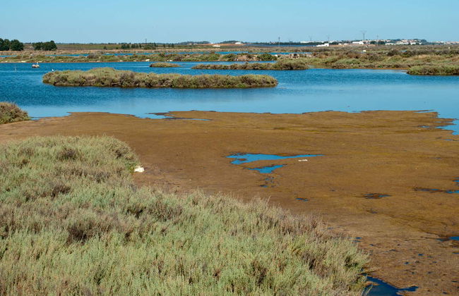 Paseo en barco por la ría de Isla Cristina - Foto 3