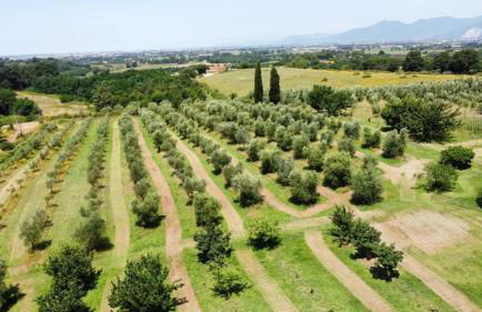Antica Fattoria Borghesi - Foto 5