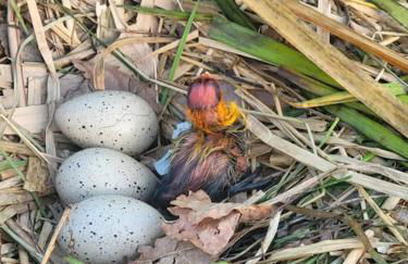 Cabane atypique sur une Île - Foto 46