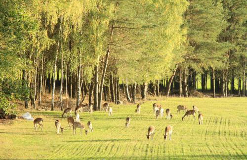 Danielówka w lesie - Foto 22