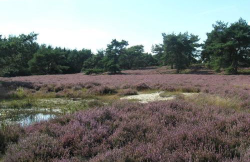 Haus an der Heide - Foto 28