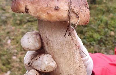 KURNIK - Domek pod lasem - Foto 32