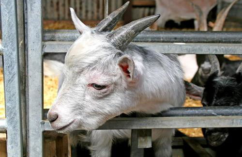 Foel Stable Cottage - Foto 16