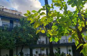 Andalusian Courtyard - Foto 52