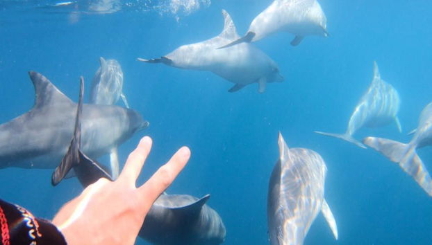 Croisière à la nage avec les dauphins sauvages à Adélaïde - Photo 2