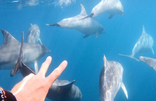 Croisière à la nage avec les dauphins sauvages à Adélaïde - Photo 2