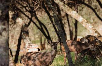 Treehouse Overlook at Lakewood - Foto 66