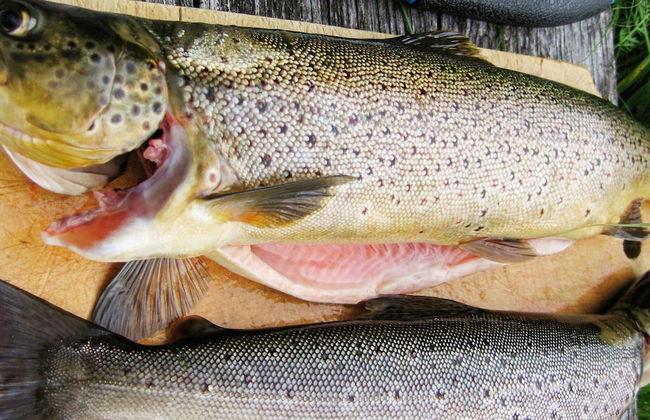 9 Person Holiday Home in Gratangen - Foto 12