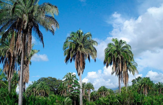 Carmen de Apicalá - Foto 22