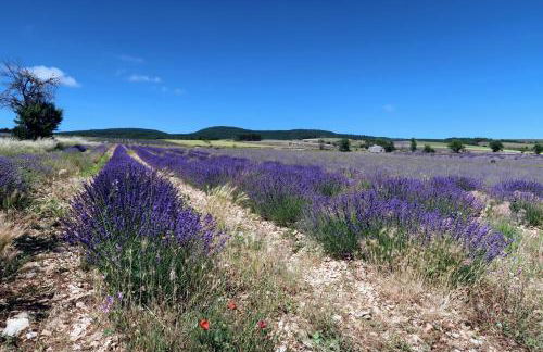 La Terrasse d'Oléa, au coeur du village - Foto 41