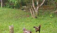 Bela Chácara - Foto 3