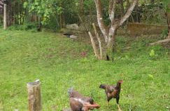 Bela Chácara - Foto 3