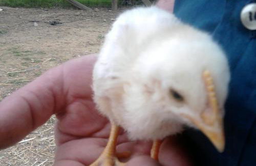 Agriturismo La Casuccia - Foto 73