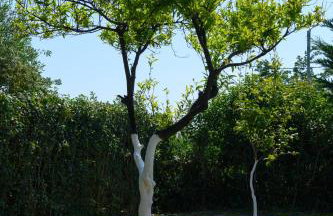 Villa Rosa - Foto 51