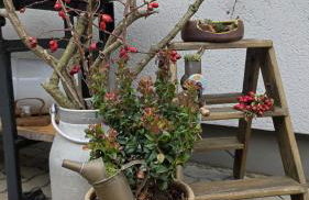 Ferien im Gartenrausch - Gönn Dir eine Auszeit im Herzen von Wörlitz - Foto 19