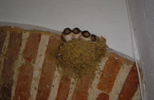 Las Navezuelas - Photo 7