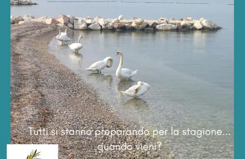 Studio Centrale Pacengo di Lazise - Foto 2