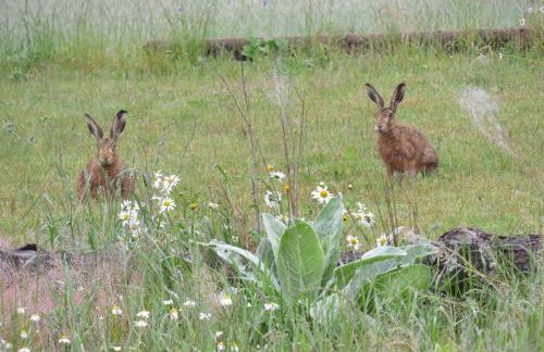 Ferienhaus Waldblick - Foto 23