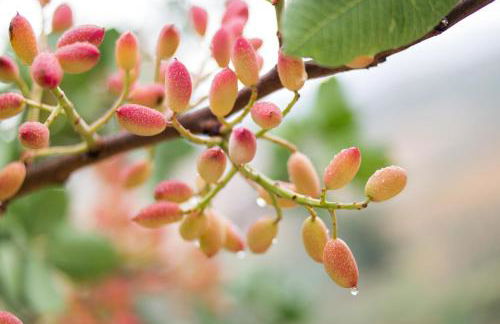 Ciuci's Manor - Foto 64